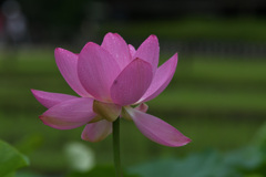 開花