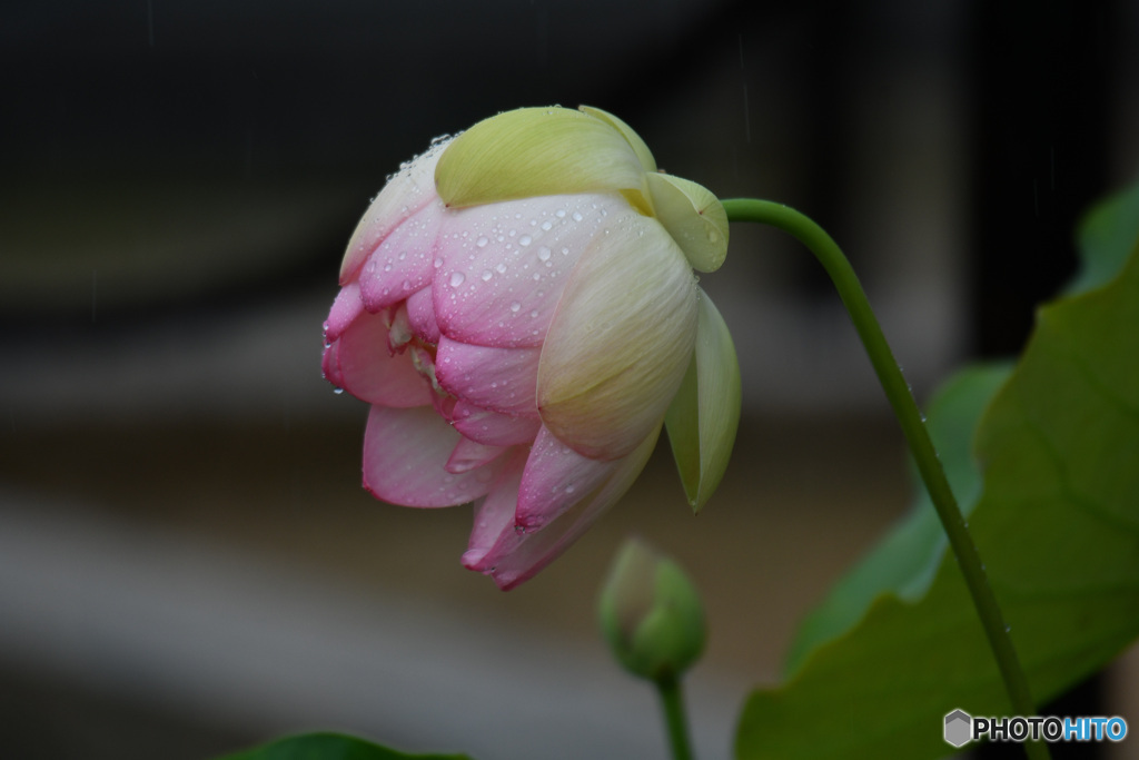 雨に濡れる蓮