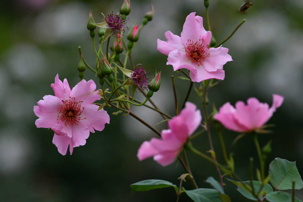 半田山植物園にて