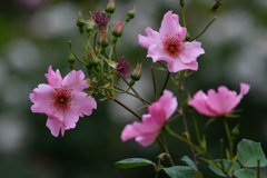 半田山植物園にて