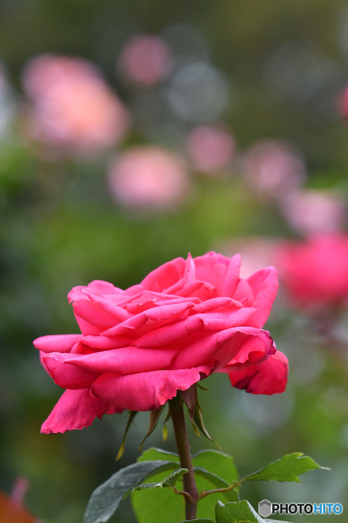 薔薇の夢