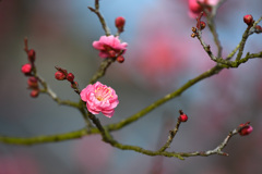 枝ぶりがいいと思った