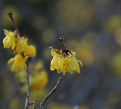 ロウソクのようなロウバイ