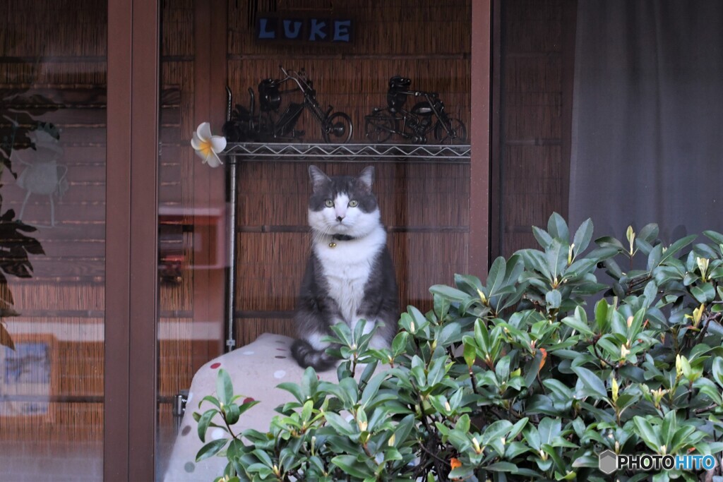 置物じゃないよ、