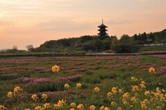 れんげの花が咲くころに