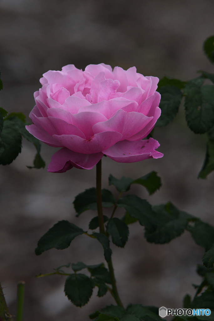 ぼたんのような薔薇
