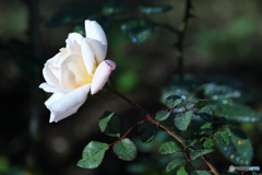 朝露の薔薇