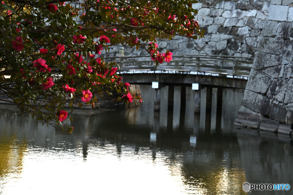 赤穂城址の山茶花