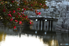 赤穂城址の山茶花