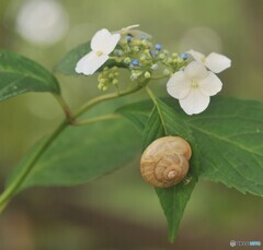 降りそうで降らんなぁ、