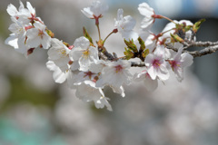 3月31日の桜