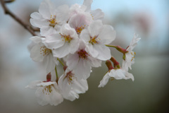 お寺の桜2