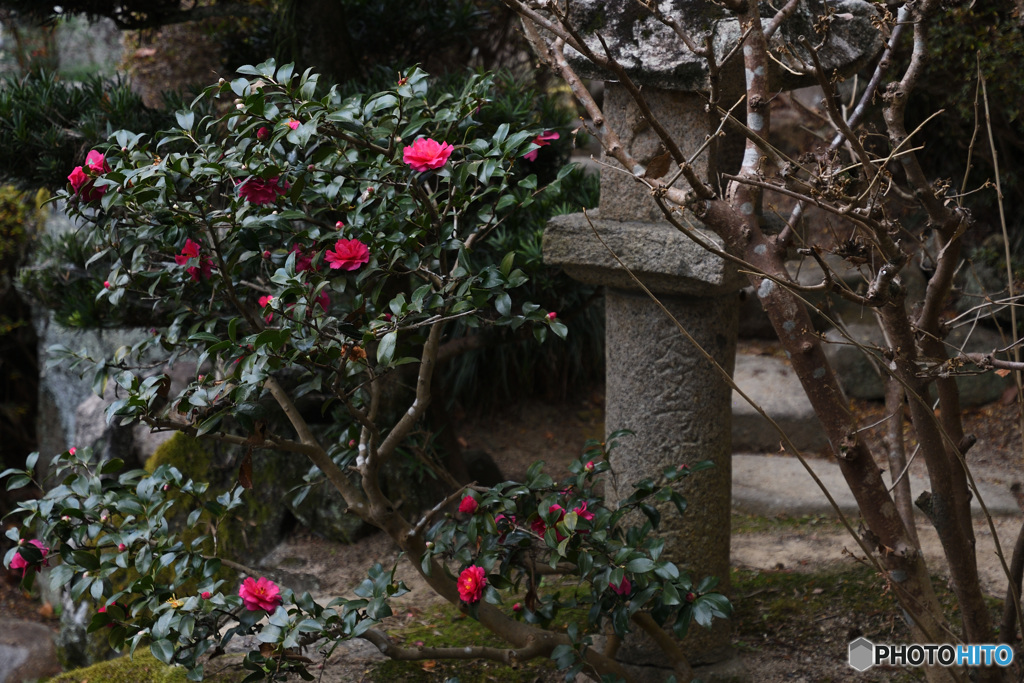 吉備津神社の山茶花