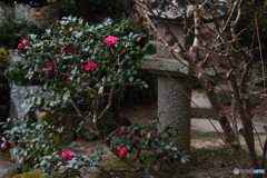 吉備津神社の山茶花