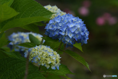 紫陽花　ブルー