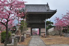 妙林寺の河津さくら