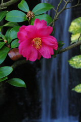 吉備津神社のさざんか