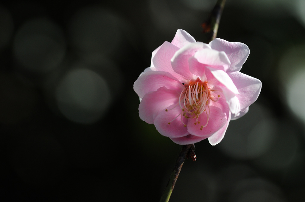 柔らかな花びら