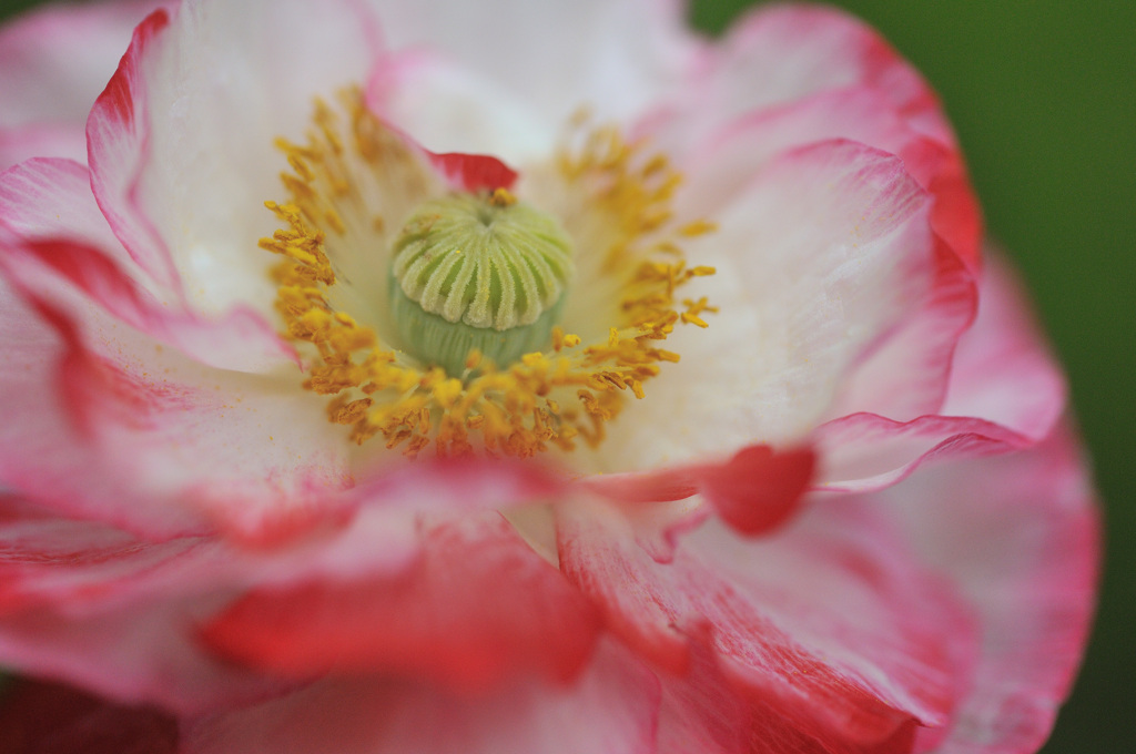 お花の館