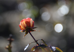 バラ園の冬薔薇