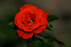 八重の赤いバラ