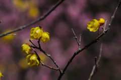 紅梅に蠟梅