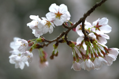 お寺の桜