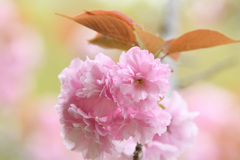 八重桜