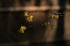 茶室のロウバイ