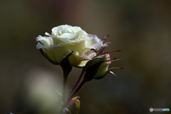 今日の冬薔薇　