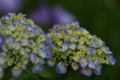 庭園の紫陽花２