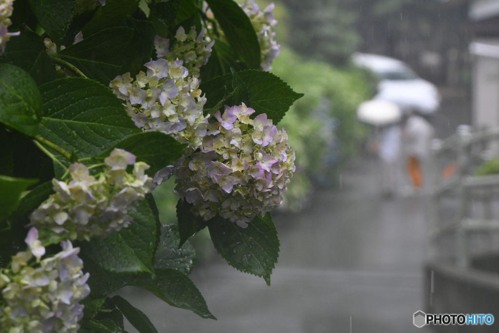 梅雨本番