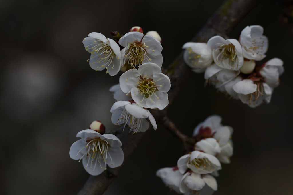 セツザンシダレ