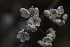 セツザンシダレ