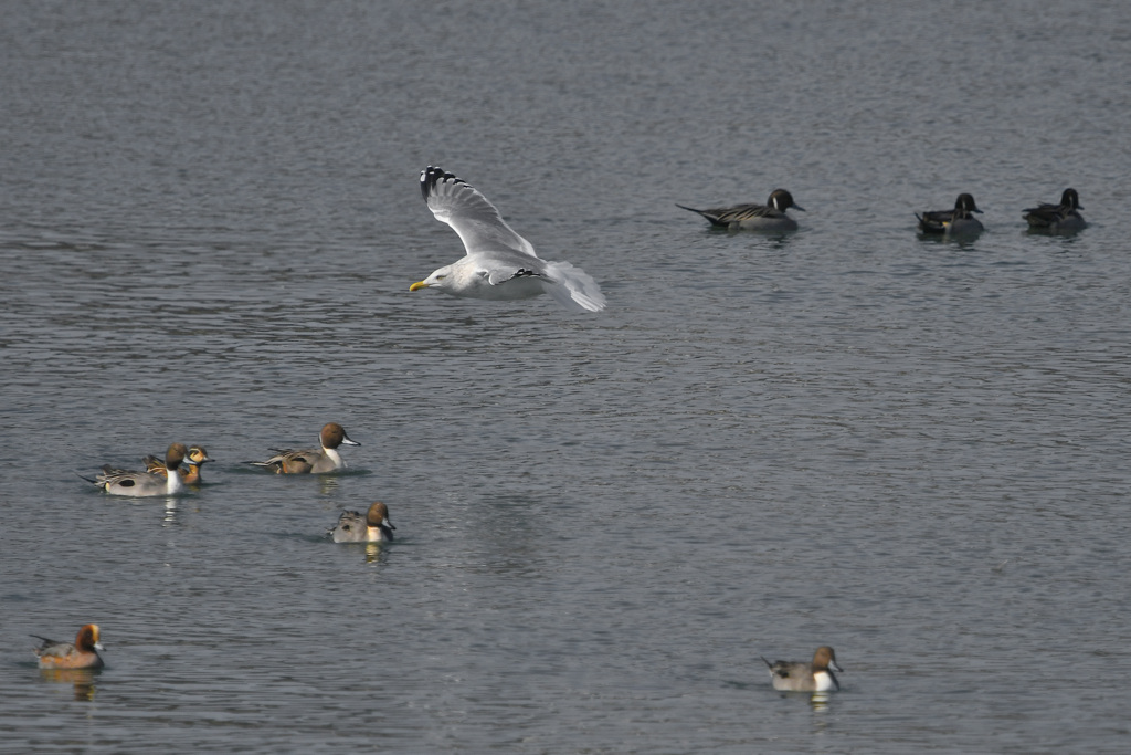 ついて行くなよ、、