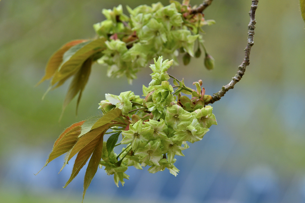 桜（御衣黄）