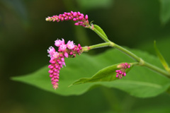 可愛い秋の花