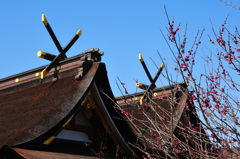 吉備津神社の梅