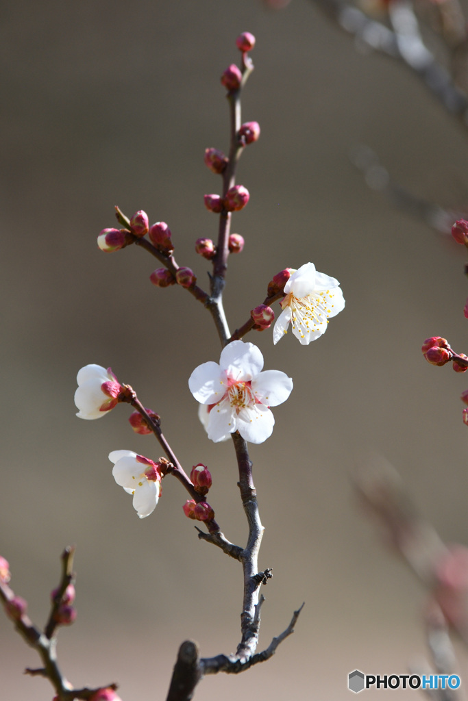 まだ蕾が7割だった、