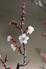 まだ蕾が7割だった、