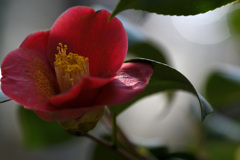 赤い椿が咲いていた