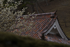 旧閑谷学校の春２