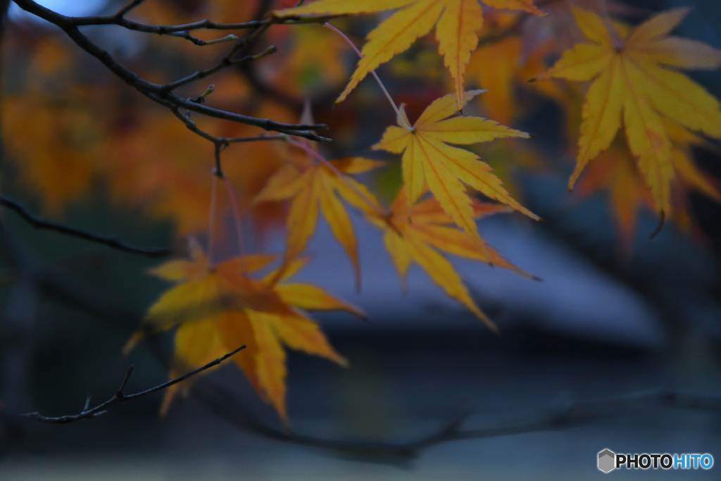 黄もみじ