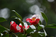 紅白模様
