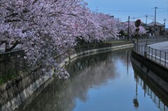用水路の桜