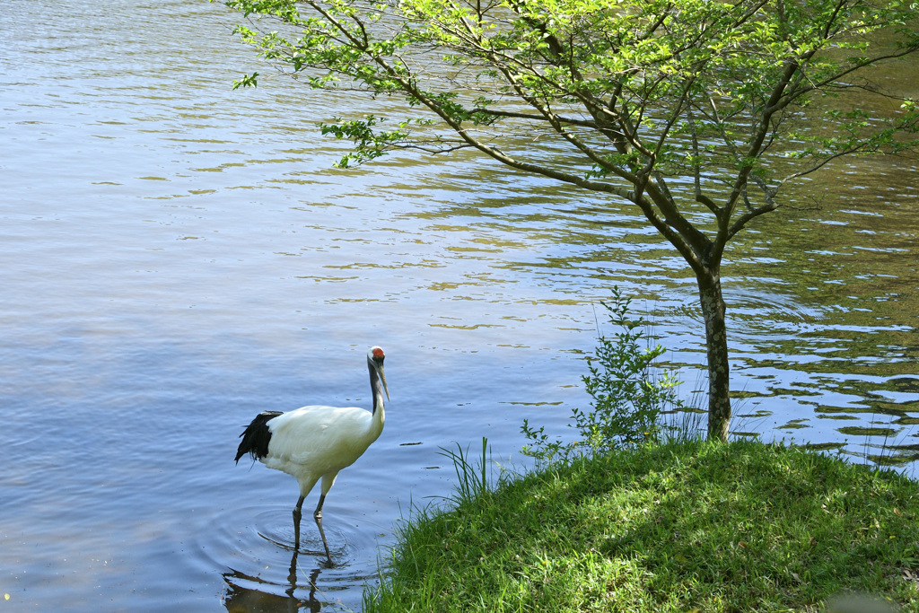 春のタンチョウ