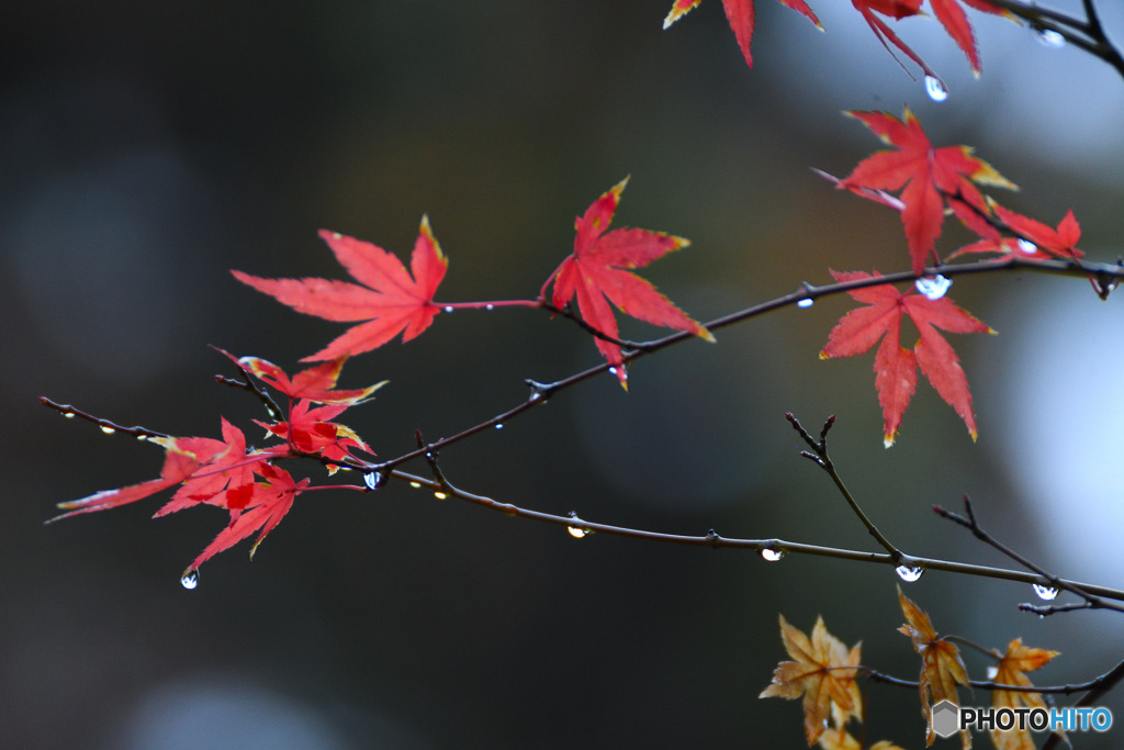 雨だれもみじ