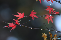 雨だれもみじ