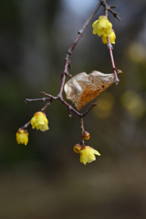 お寺のロウバイ