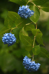 紫陽花が三つ